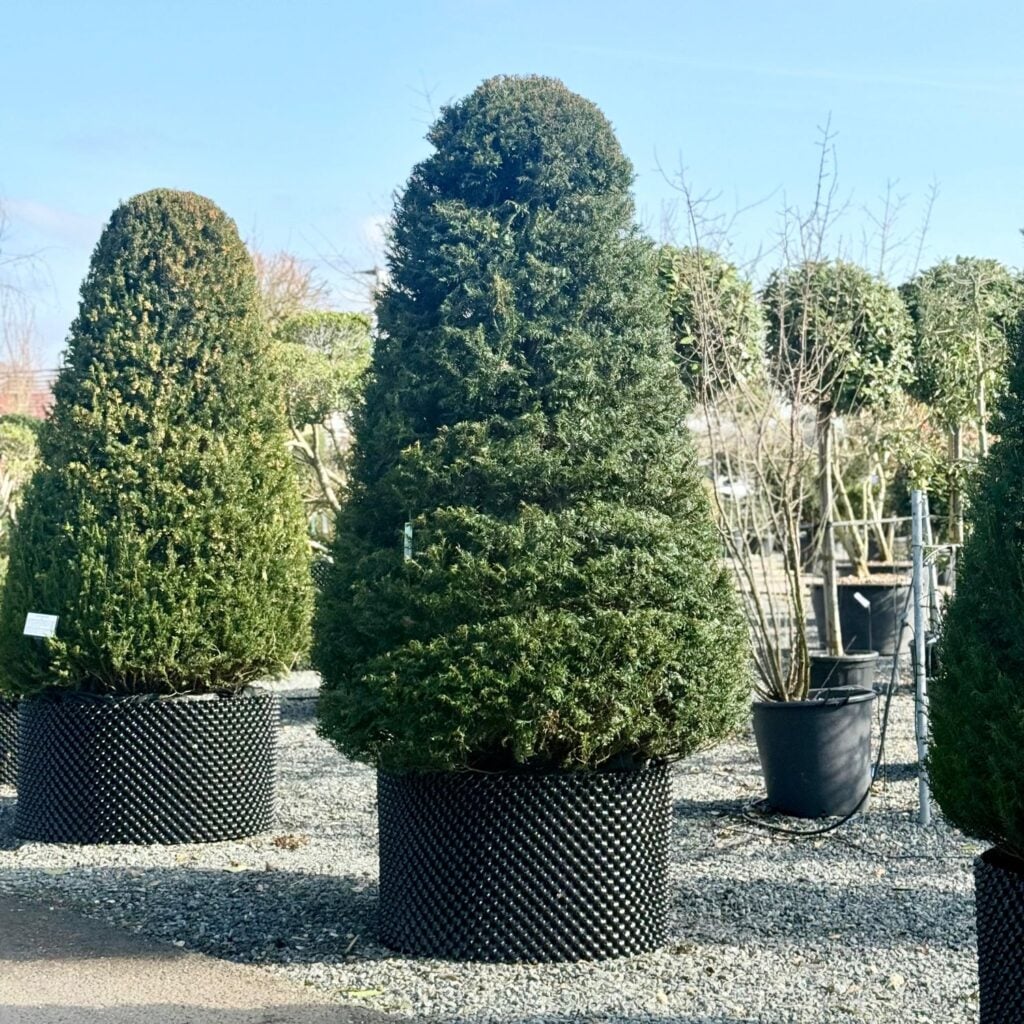Taxus baccata - Topiary - Image 15