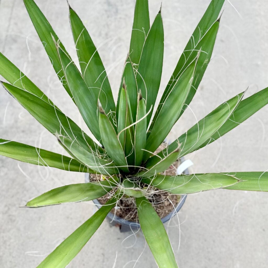 Yucca carnerosana - Image 4
