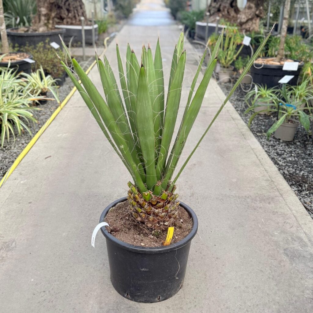 Yucca carnerosana - Image 5