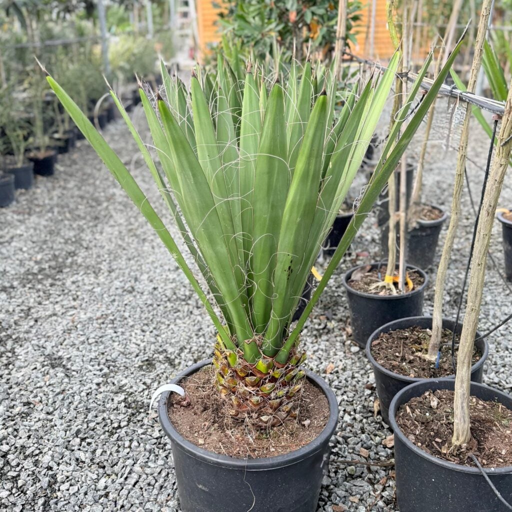 Yucca carnerosana - Image 6