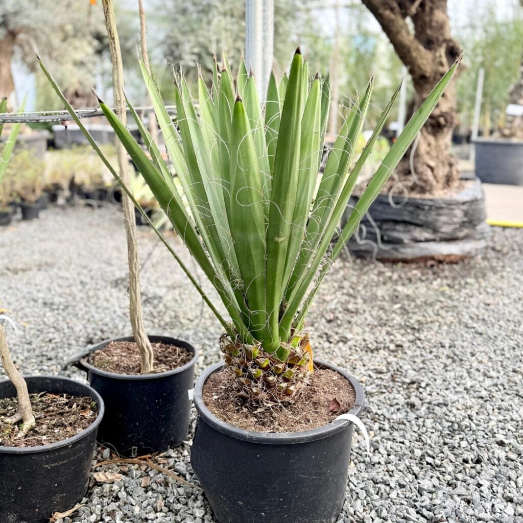 Yucca carnerosana