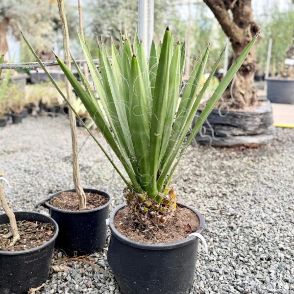 Yucca carnerosana (P2)