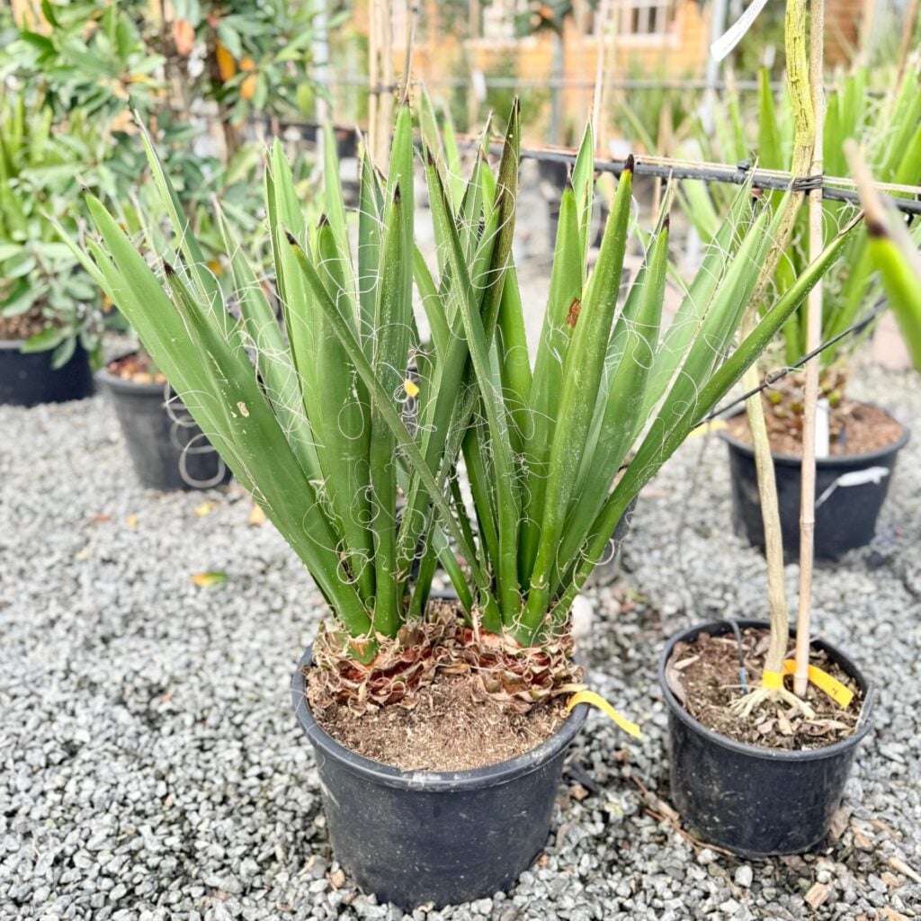 Yucca carnerosana - Image 2