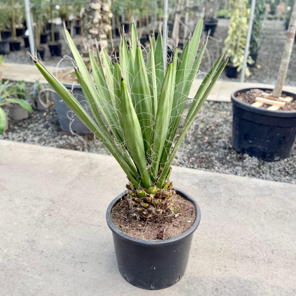 Yucca carnerosana - Image 3