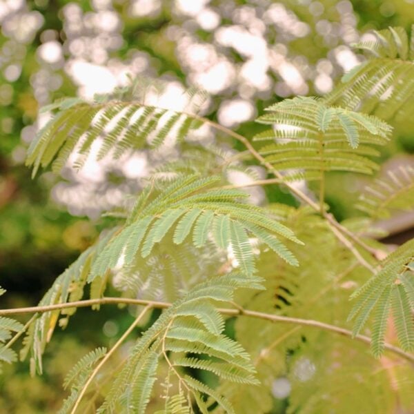 Albizia julibrissin 'Rosea'  (HG)