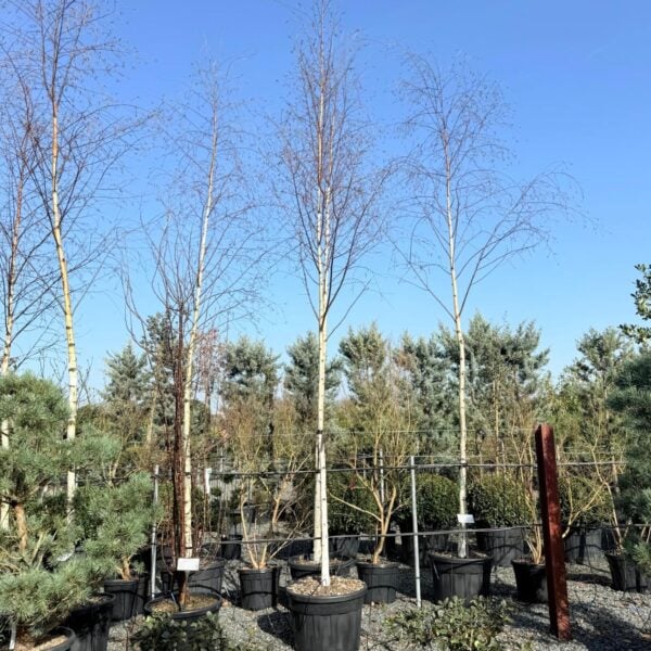 Betula pendula - Single Stems (J1)