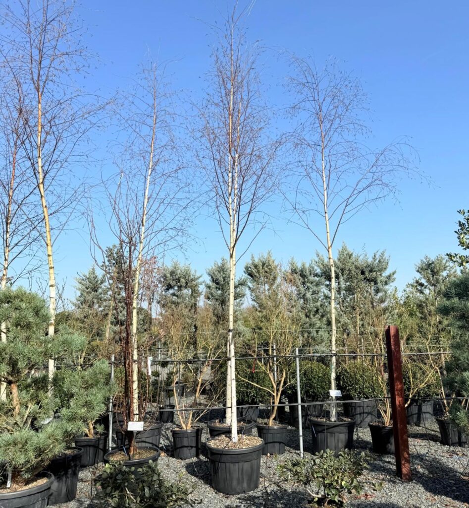 Betula pendula - Single Stems - Image 2