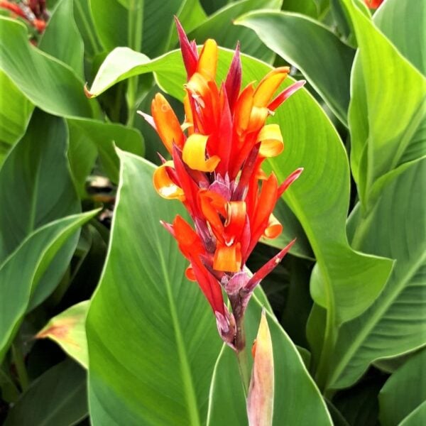 Canna coccinea (HGUK)
