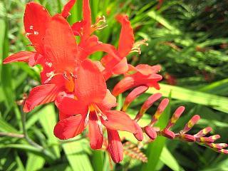 Crocosmia 'Lucifer'  (HG)