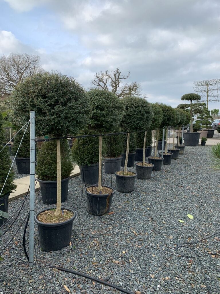 Ligustrum delavayi - Standards - Image 2