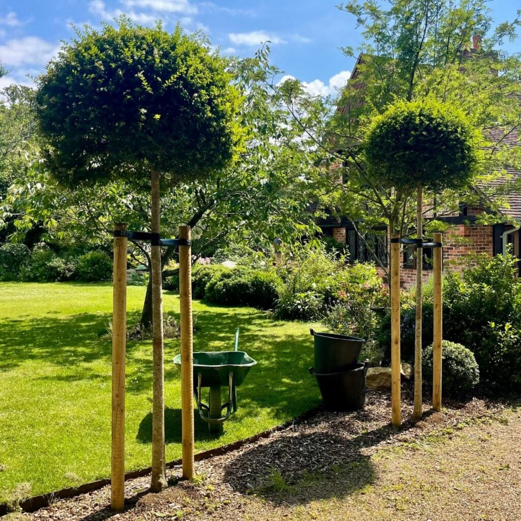 Ligustrum delavayi - Standards