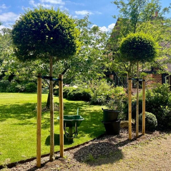 Ligustrum delavayi - Standards (V1, CAV1)