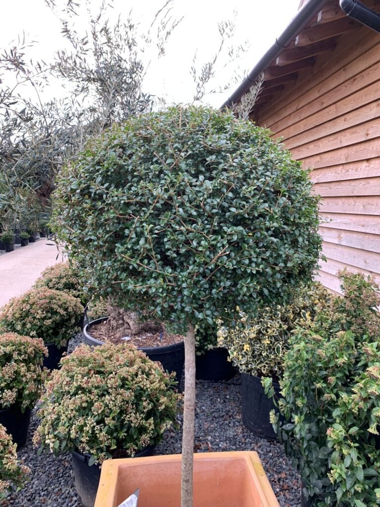 Ligustrum delavayi - Standards - Image 3