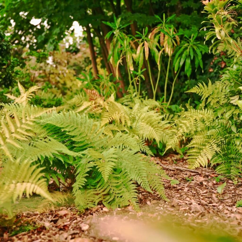 Polystichum setiferum