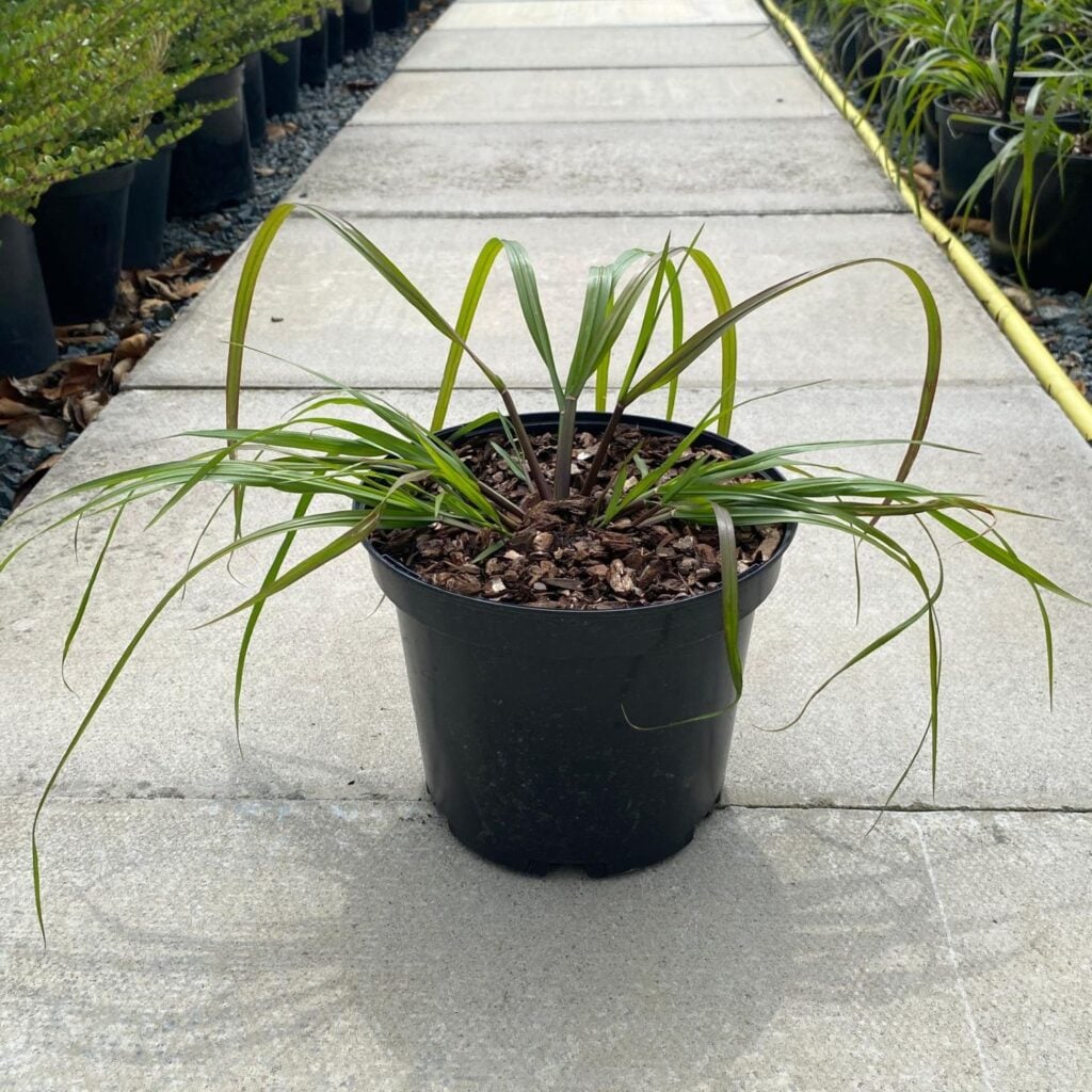 Pennisetum alopecuroides