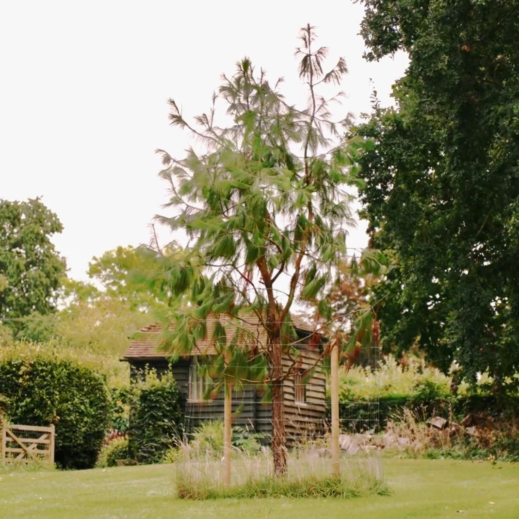 Pinus patula - Image 6