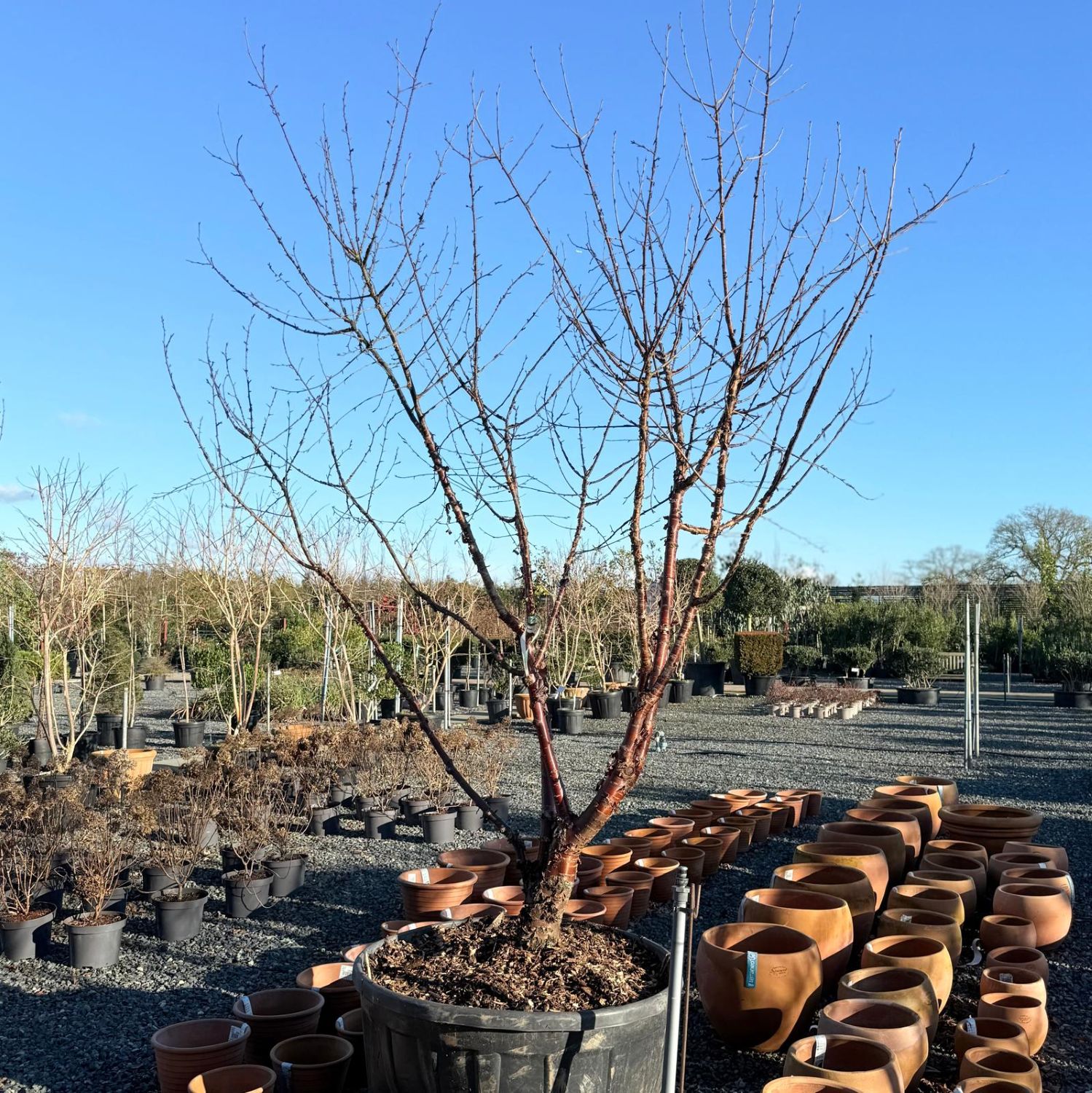 Prunus serrula - Image 2