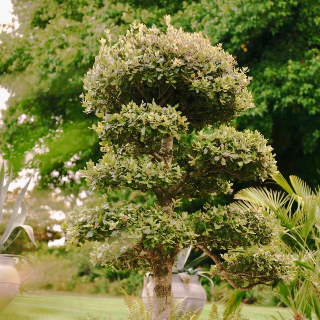 Quercus ilex - Niwaki