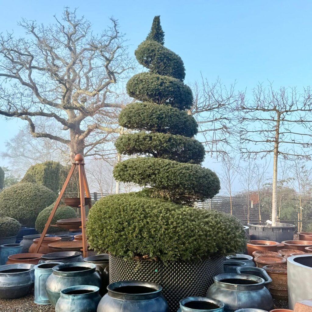 Taxus baccata - Topiary - Image 19