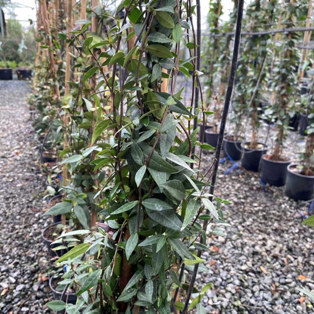 Trachelospermum asiaticum - Image 3