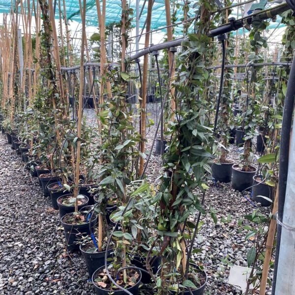 Trachelospermum asiaticum (HGUK)