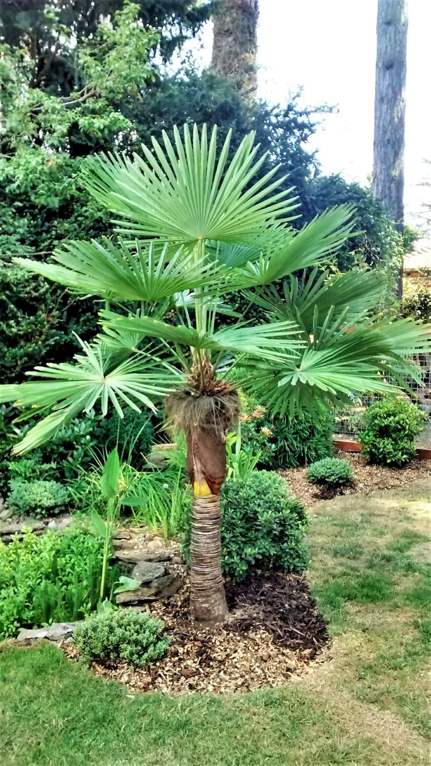 Trachycarpus wagnerianus