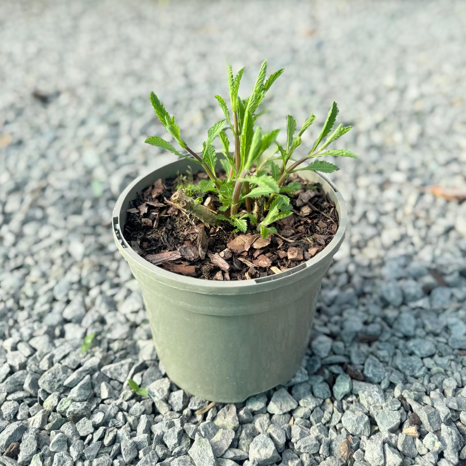Verbena bonariensis. - Image 4