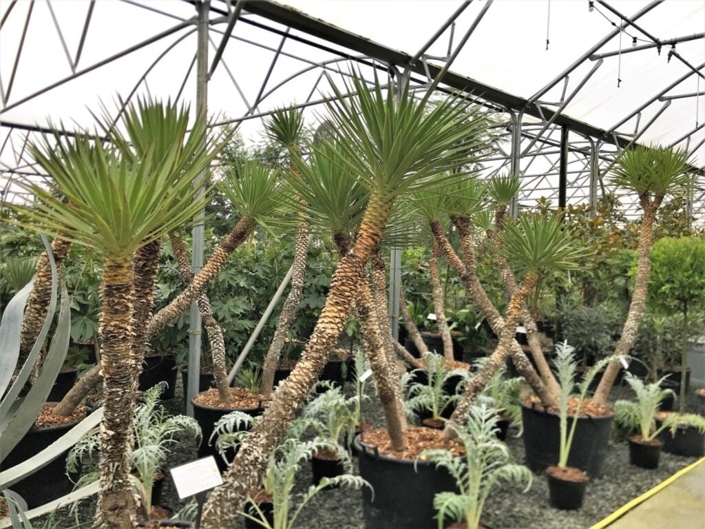 Yucca aloifolia