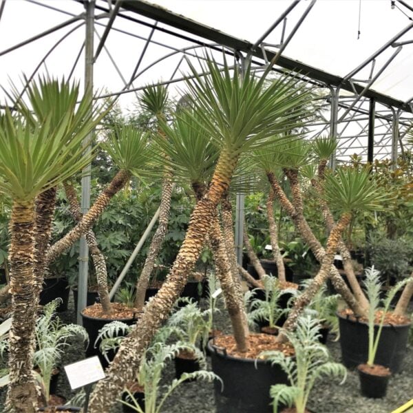 Yucca aloifolia (V1, M1)