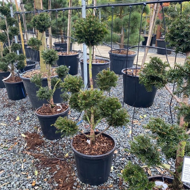 Taxus baccata - Niwaki - Image 5