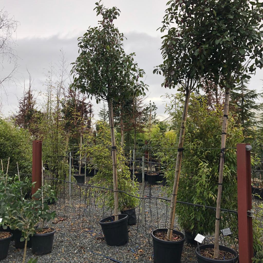 Photinia glabra - Standards - Image 2