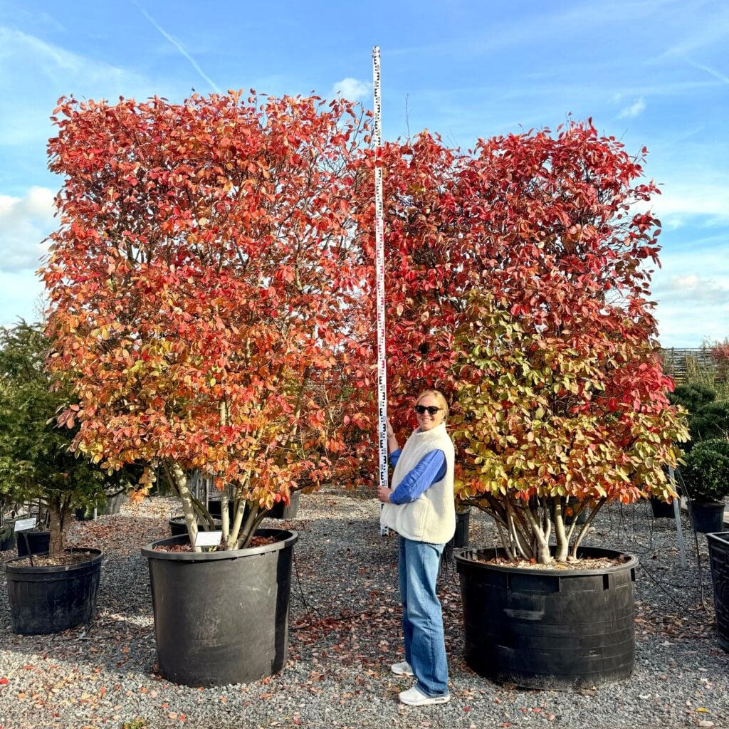 Amelanchier lamarckii - Pleached - Image 3