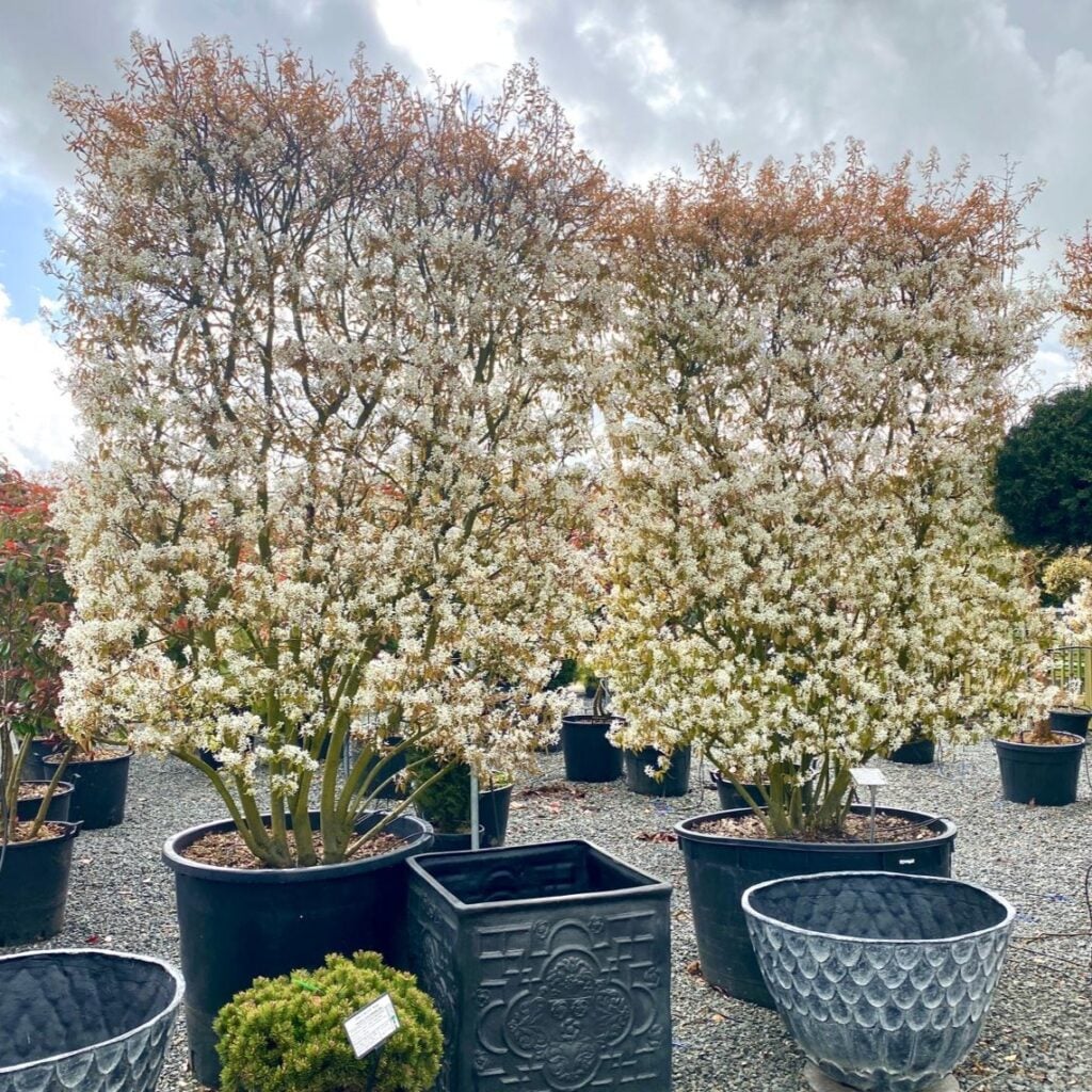 Amelanchier lamarckii - Pleached