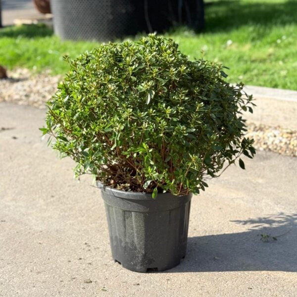 Azalea japonica 'Purple Splendor'  (G1)