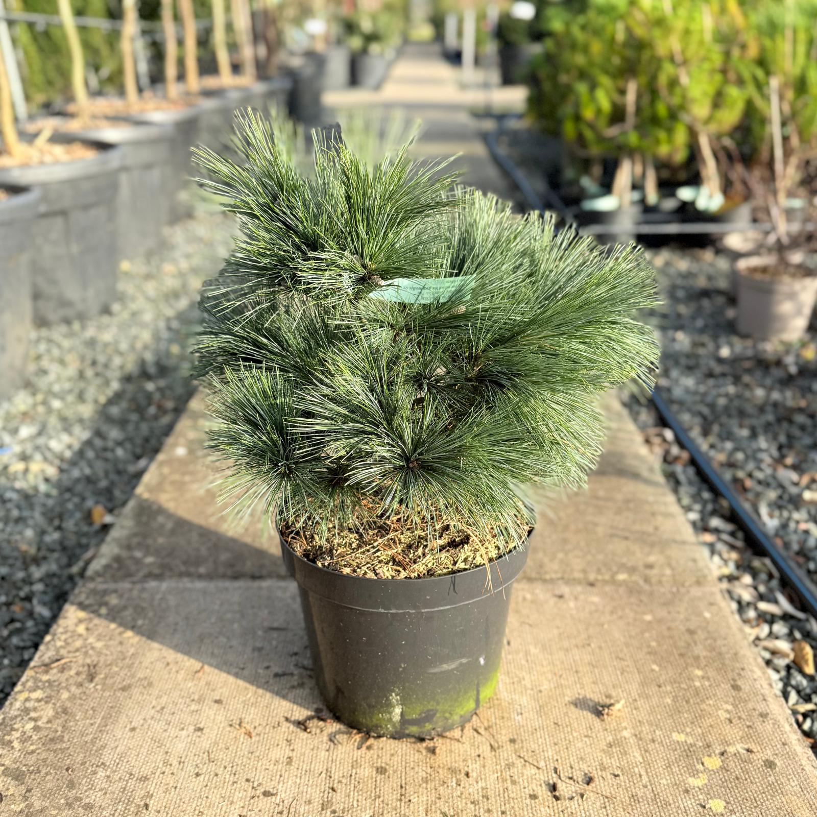 Pinus strobus 'Blue Shag'