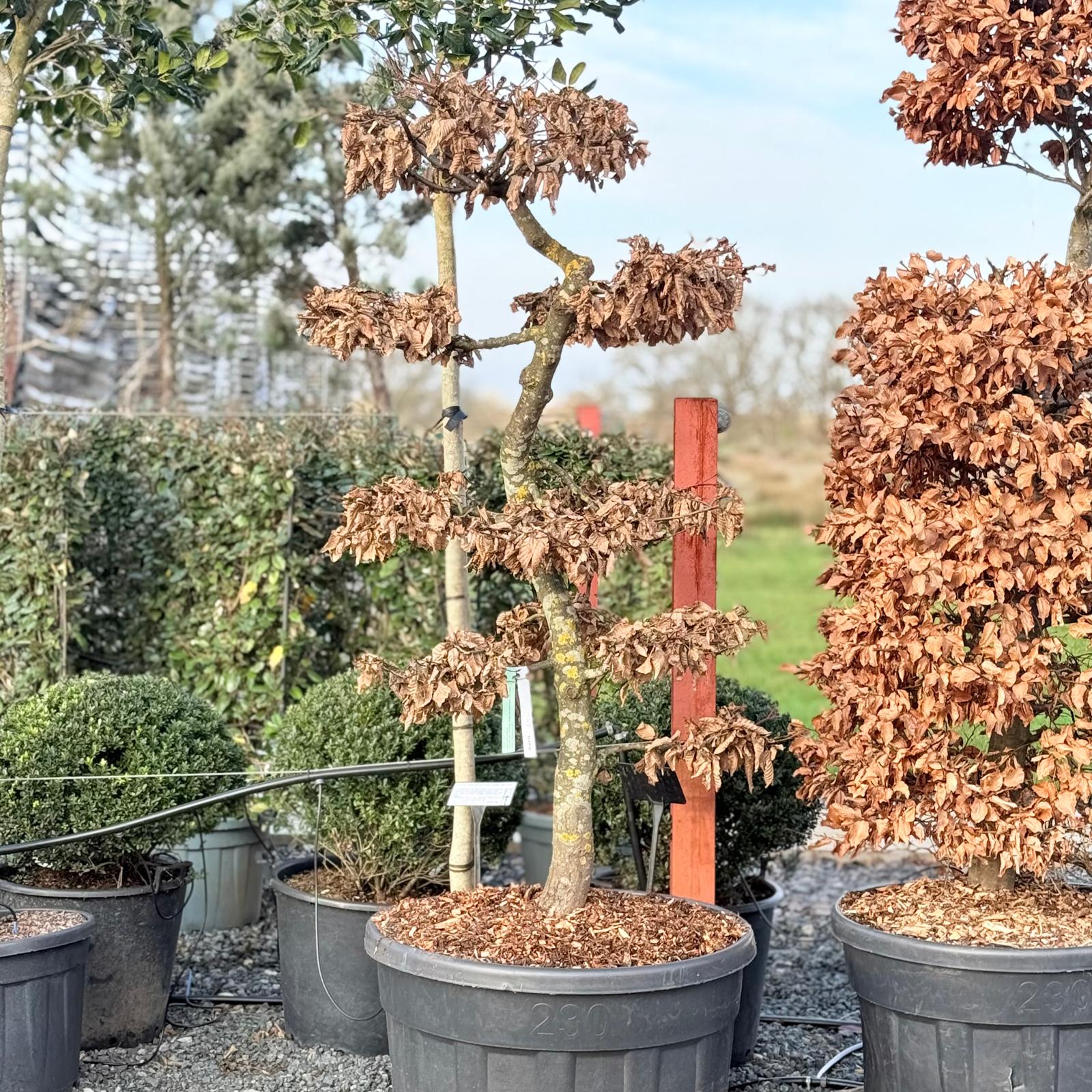 Carpinus betulus - Niwaki - Image 2