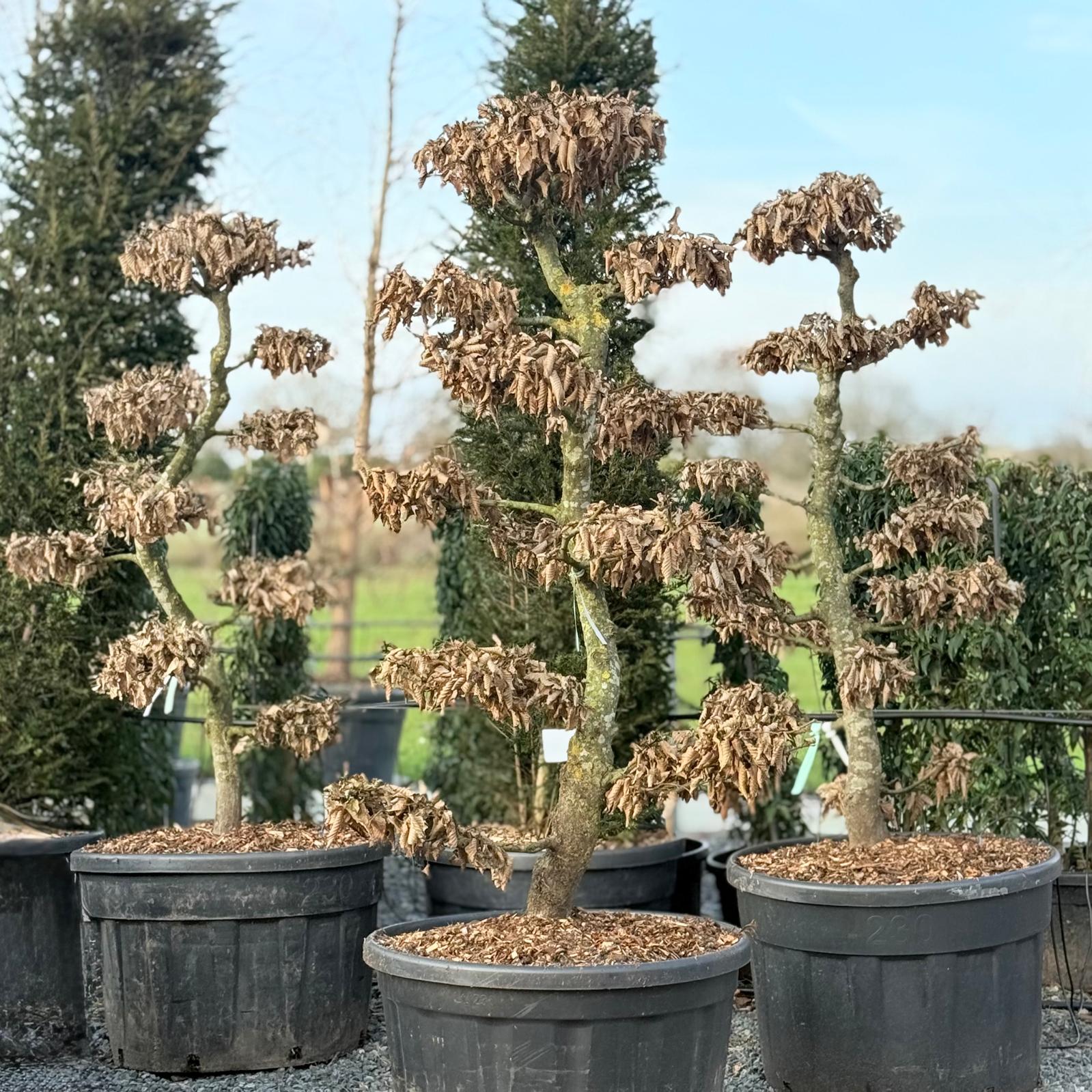 Carpinus betulus - Niwaki - Image 3