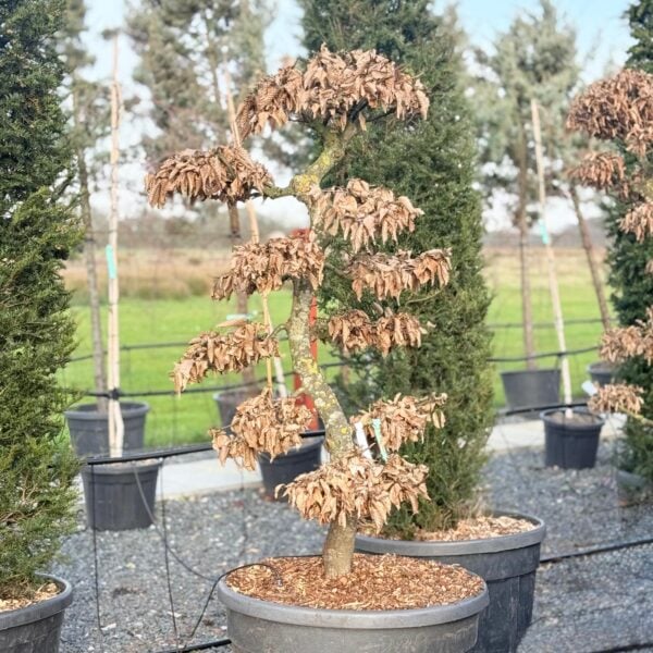 Carpinus betulus - Niwaki (BR1, ST1)