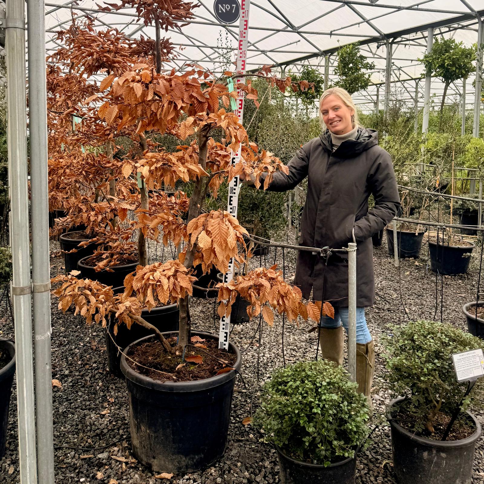 Carpinus betulus - Niwaki - Image 4