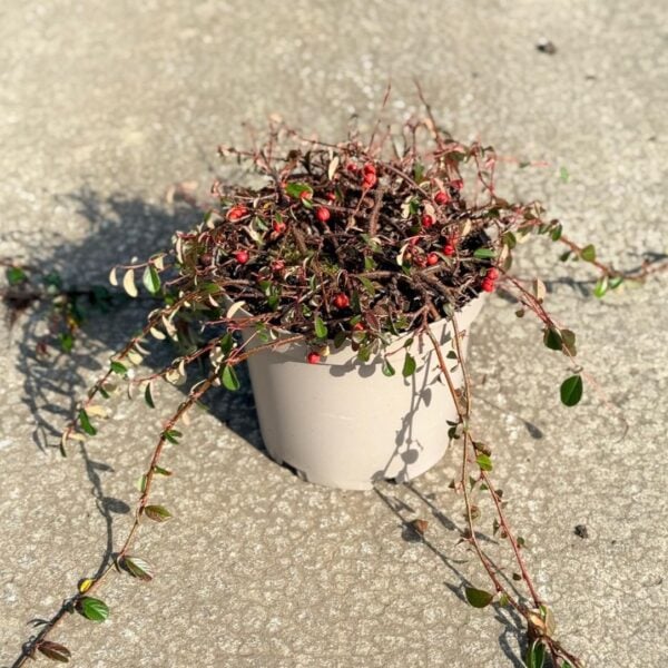 Cotoneaster dammeri (HGUK)