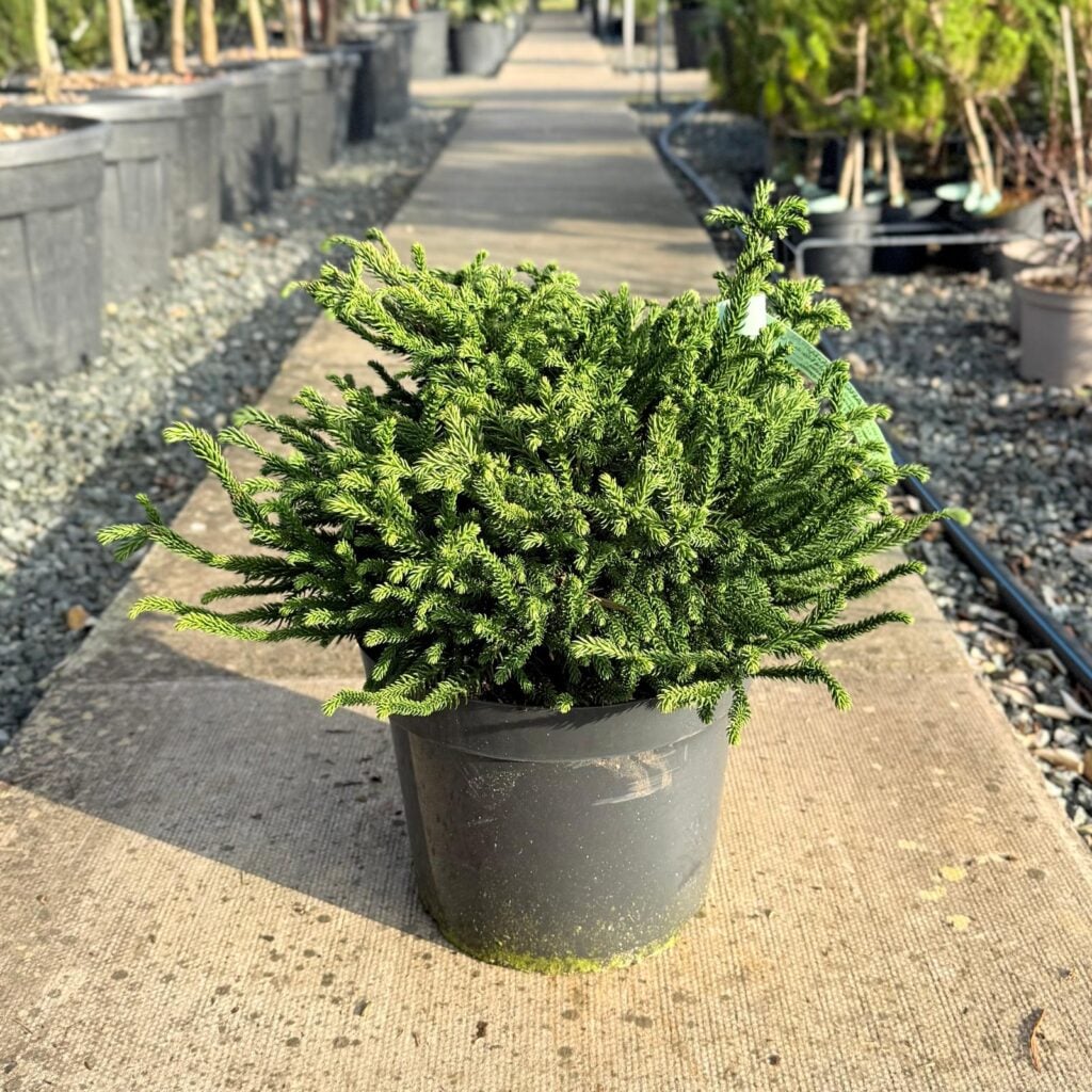 Cryptomeria japonica 'Dinger'