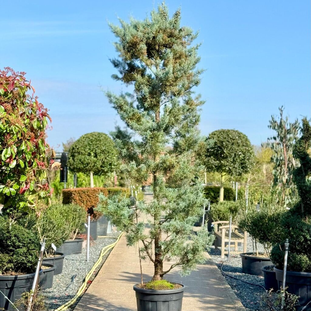Cupressus arizonica 'Fastigiata' - Standards