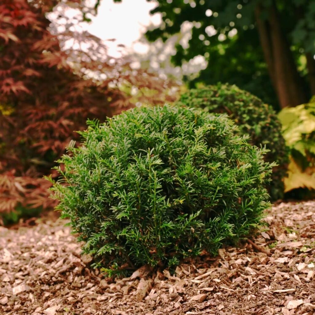 Taxus baccata - Balls - Image 2
