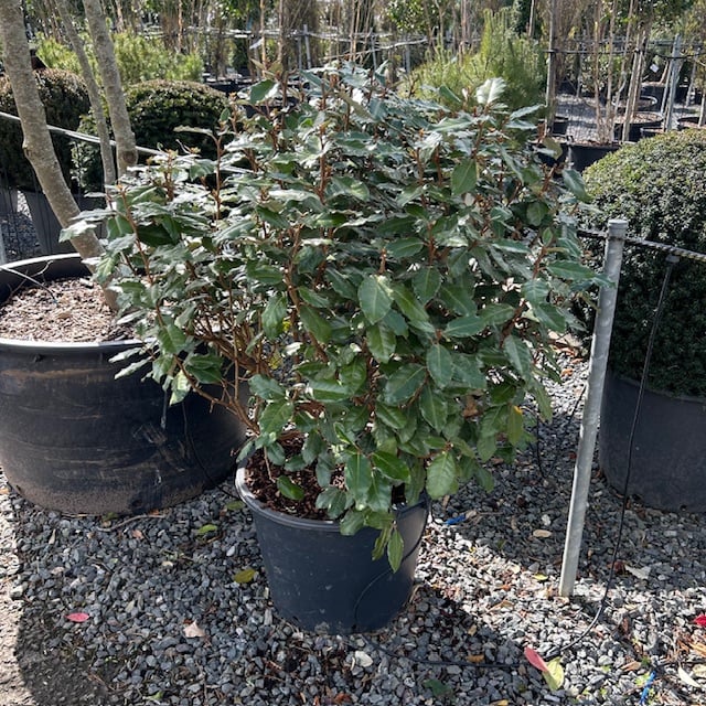 Elaeagnus x ebbingei - Balls