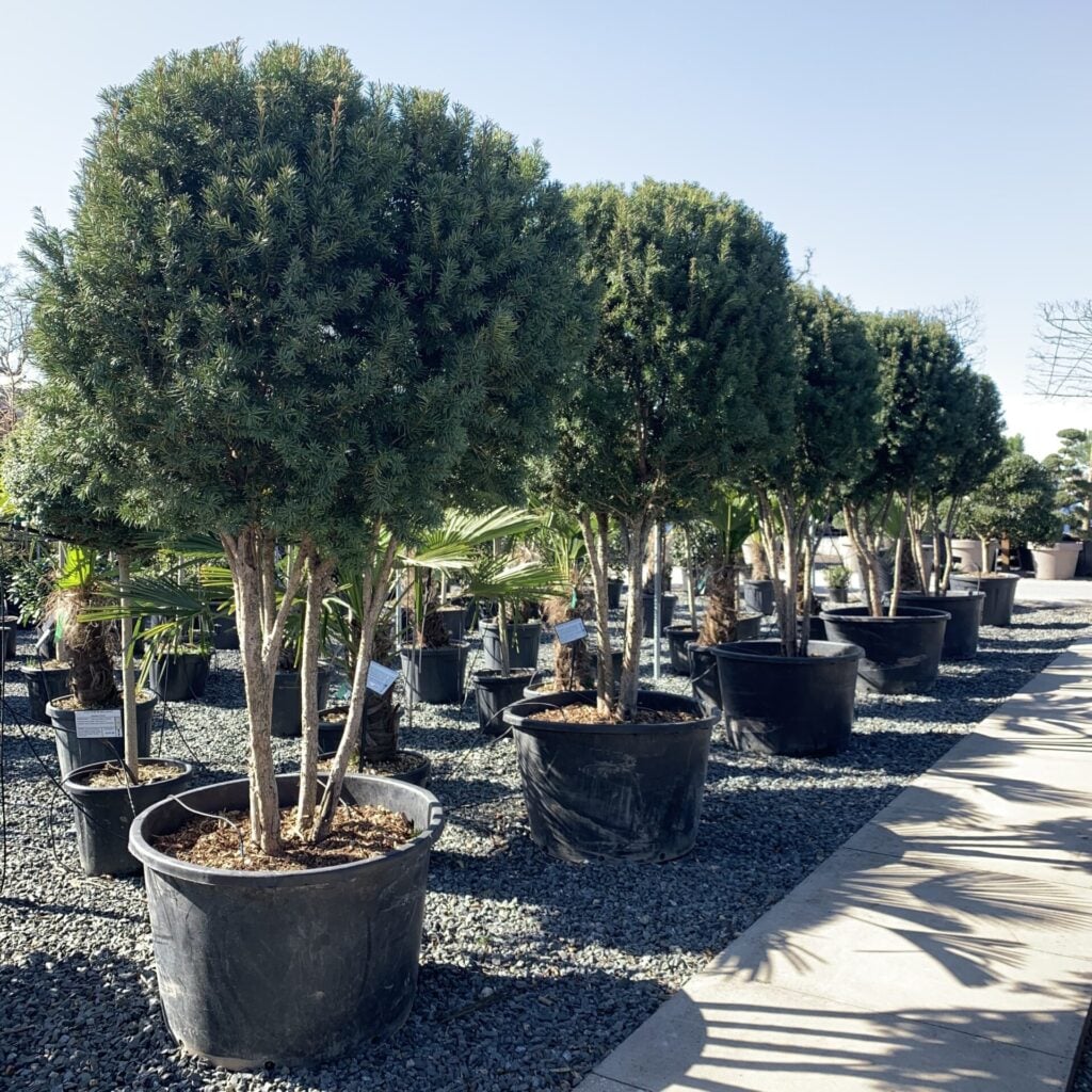 Taxus baccata - Multi Stems - Image 3