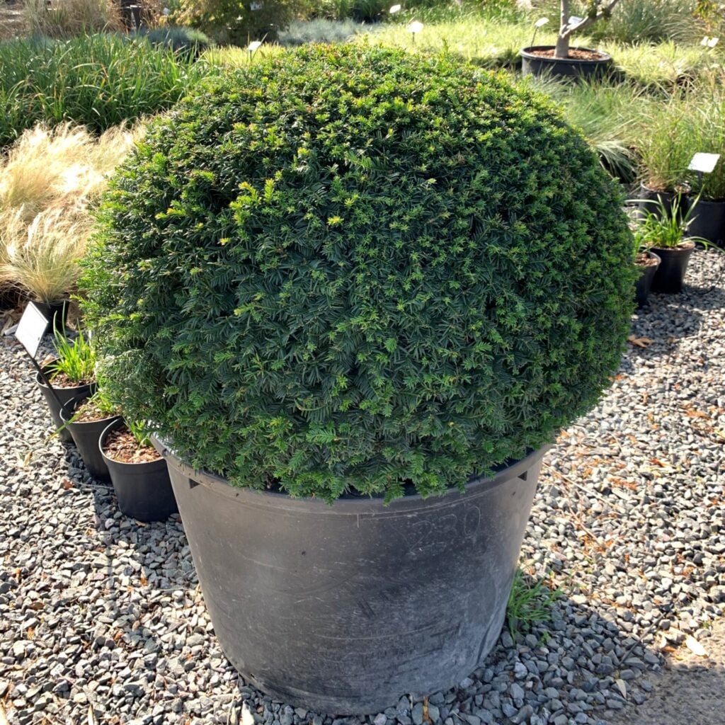 Taxus baccata - Balls - Image 17