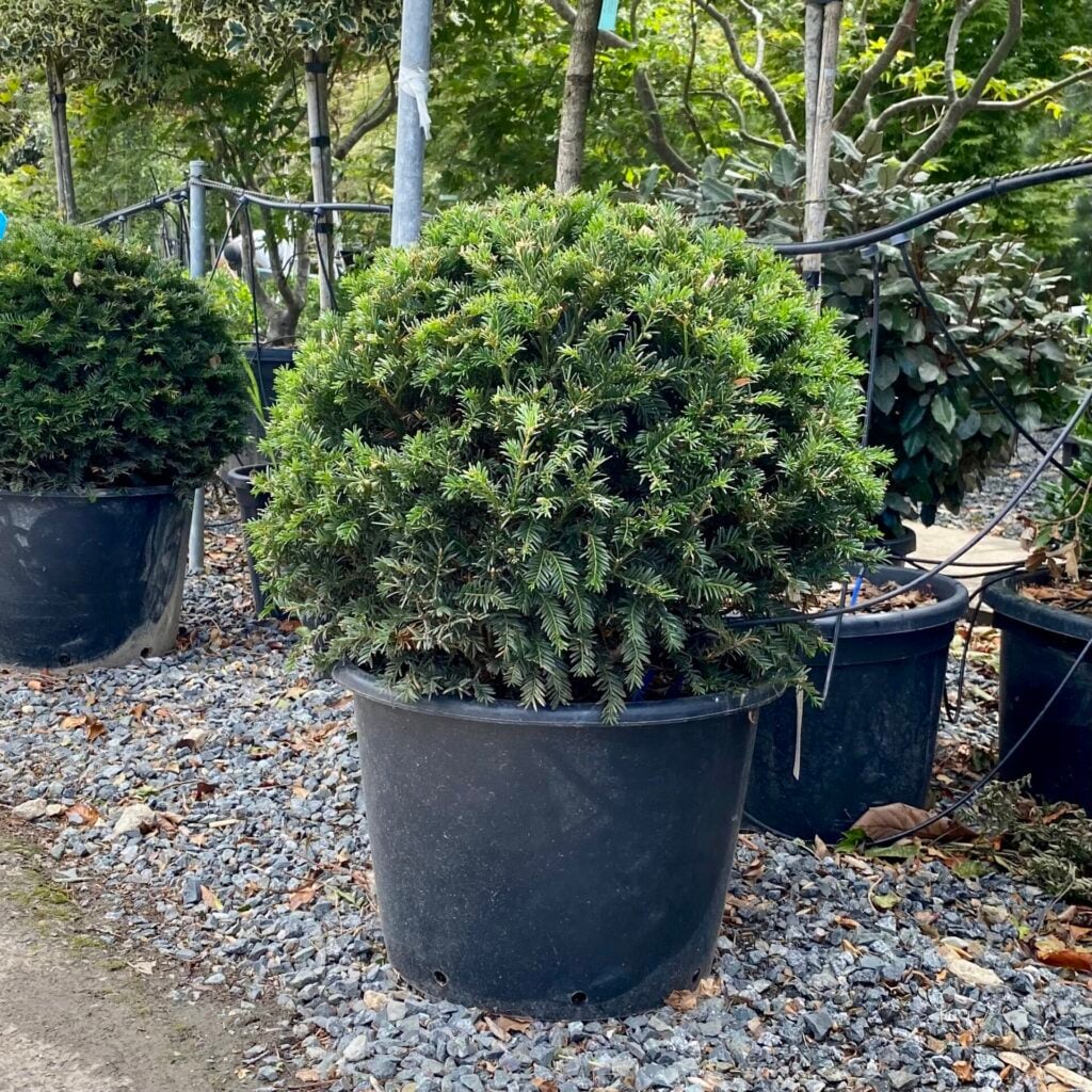 Taxus baccata - Balls - Image 10