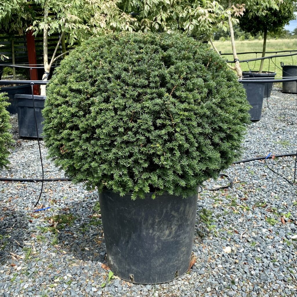 Taxus baccata - Balls - Image 8