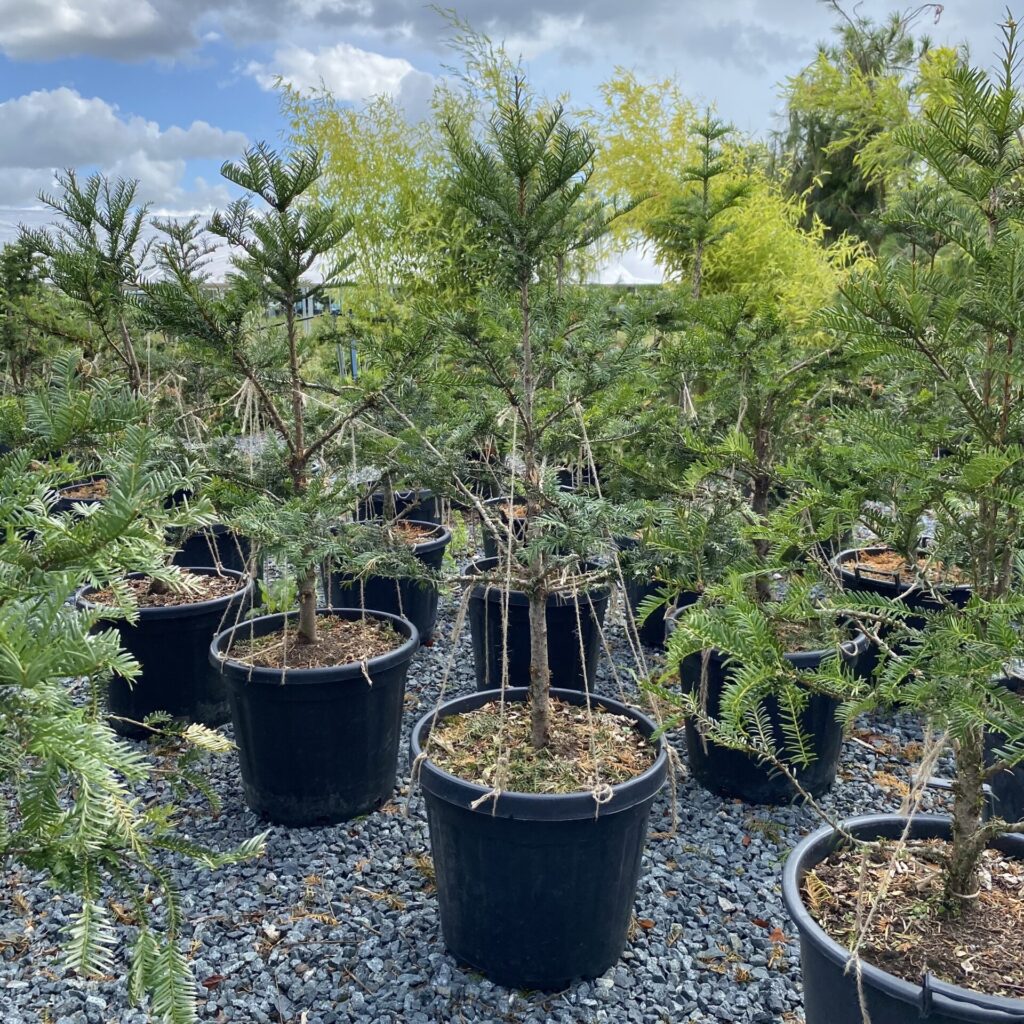 Taxus baccata - Niwaki - Image 4