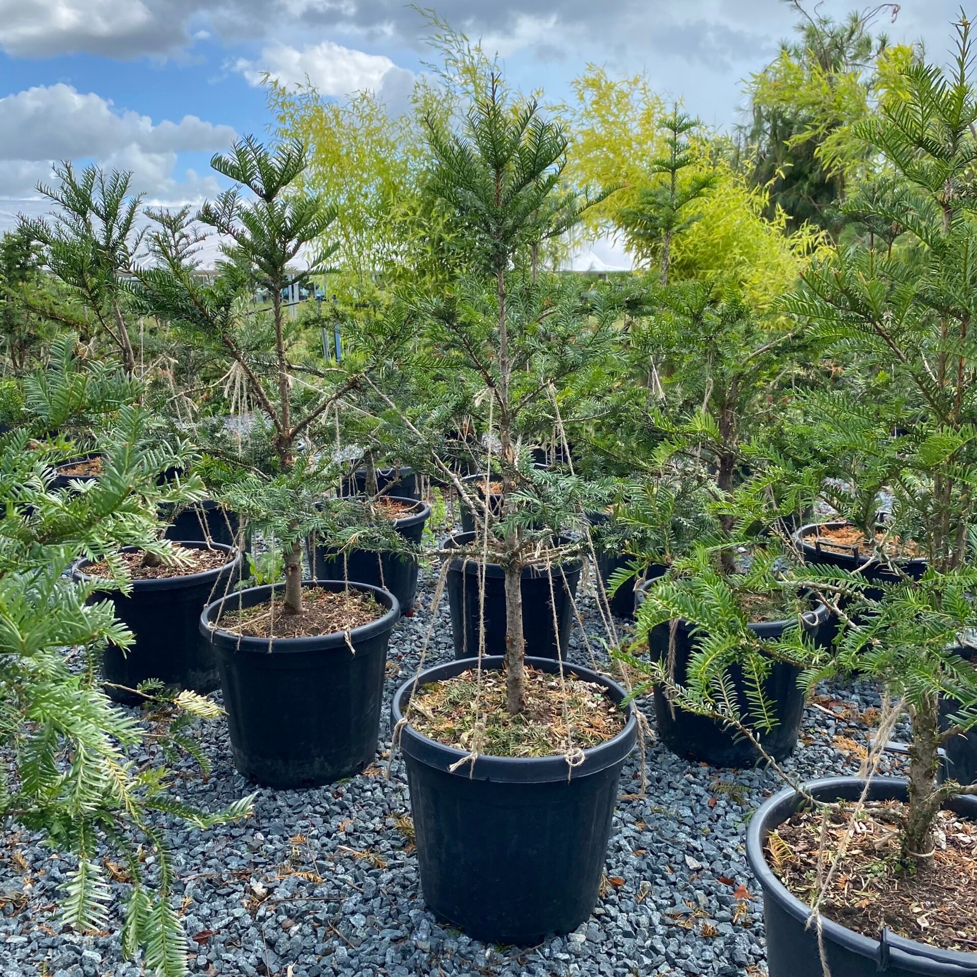 Taxus baccata - Niwaki - Image 4